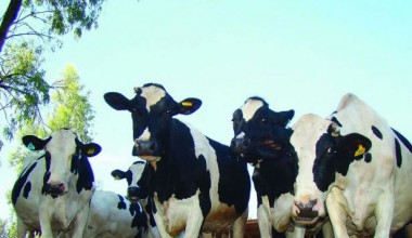 Strategic supplement with protected fat in the nutrition of dairy cows