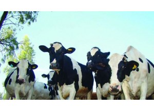 Suplementação estratégica com gordura protegida na nutrição de vacas leiteiras